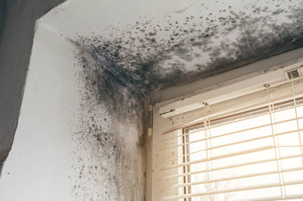 Affordable Mold Cleanup solutions in Henderson, GA