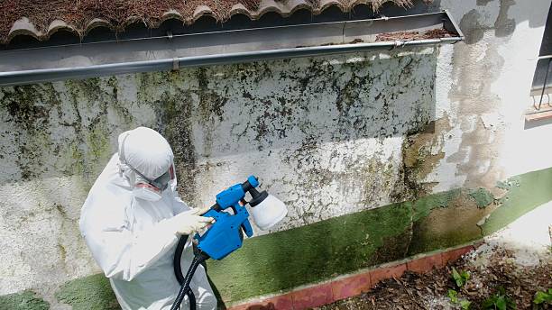 Top rated local Mold Cleanup specialists in Henderson, GA